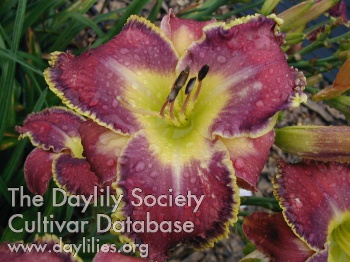 Daylily Voice of Many Waters